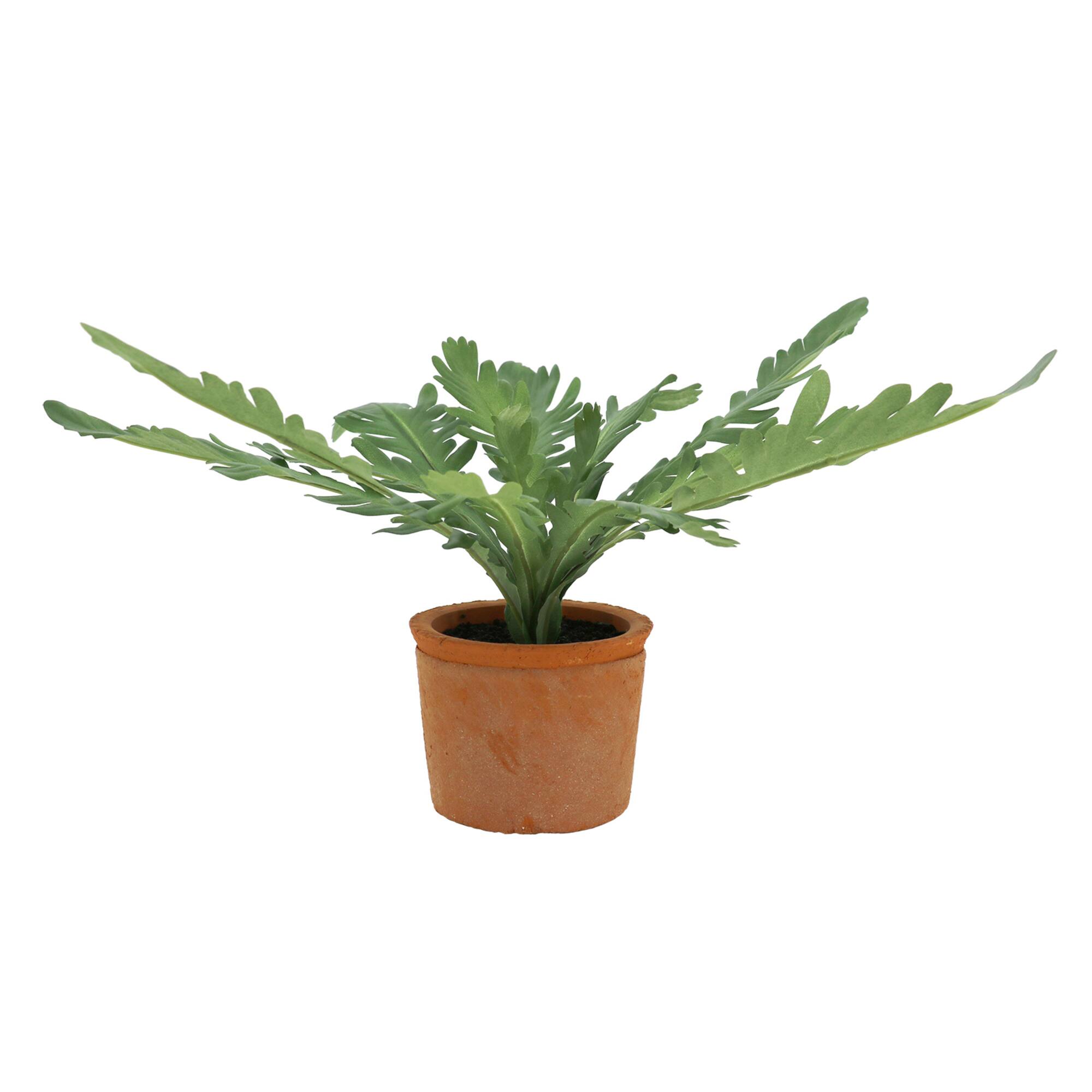 10" Crown Daisy Leaf Plant in Terra Cotta Pot by Ashland®